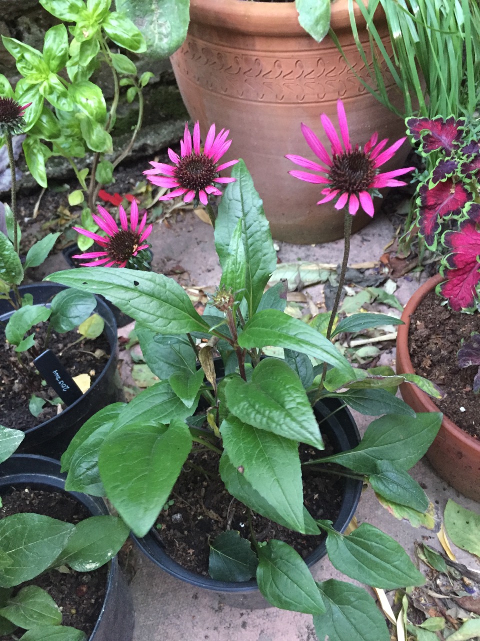 Echinacea purpurea 'Fatal Attraction'