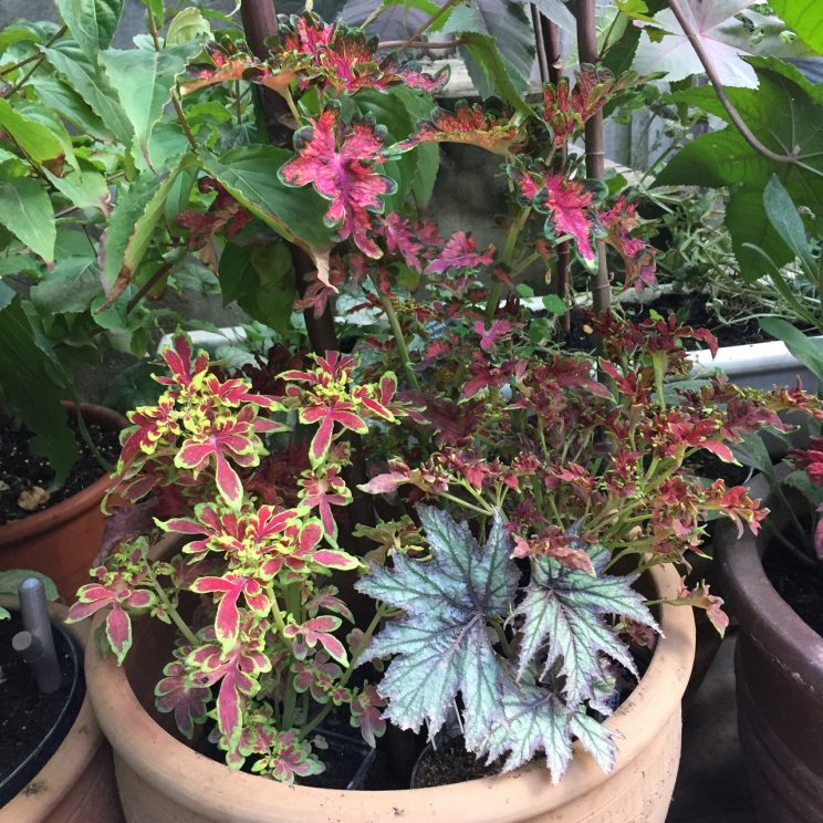 Solenostemon scutellarioides 'Dragon Sunset & Volcano Mix'