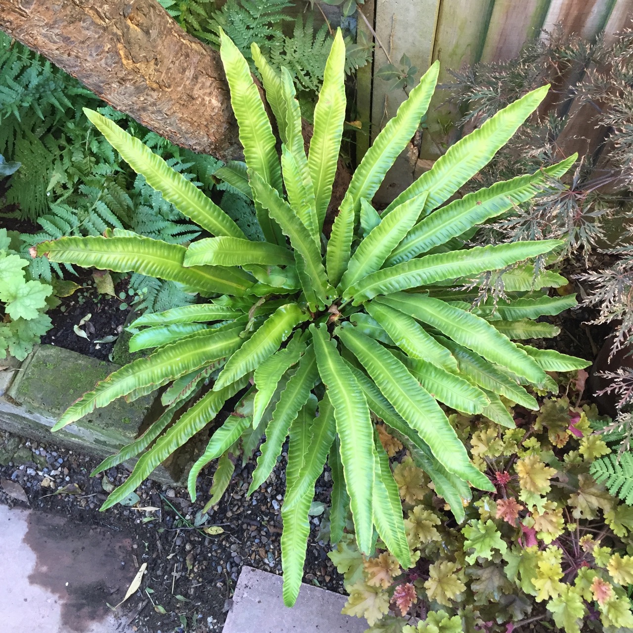 Asplenium scolopendrium