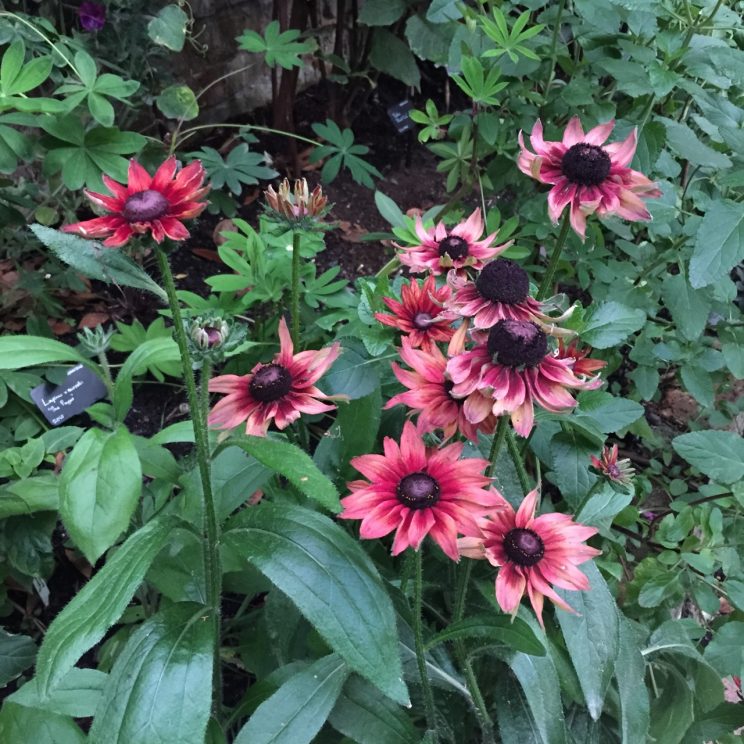 Rudbeckia hirta 'Cherry Brandy'