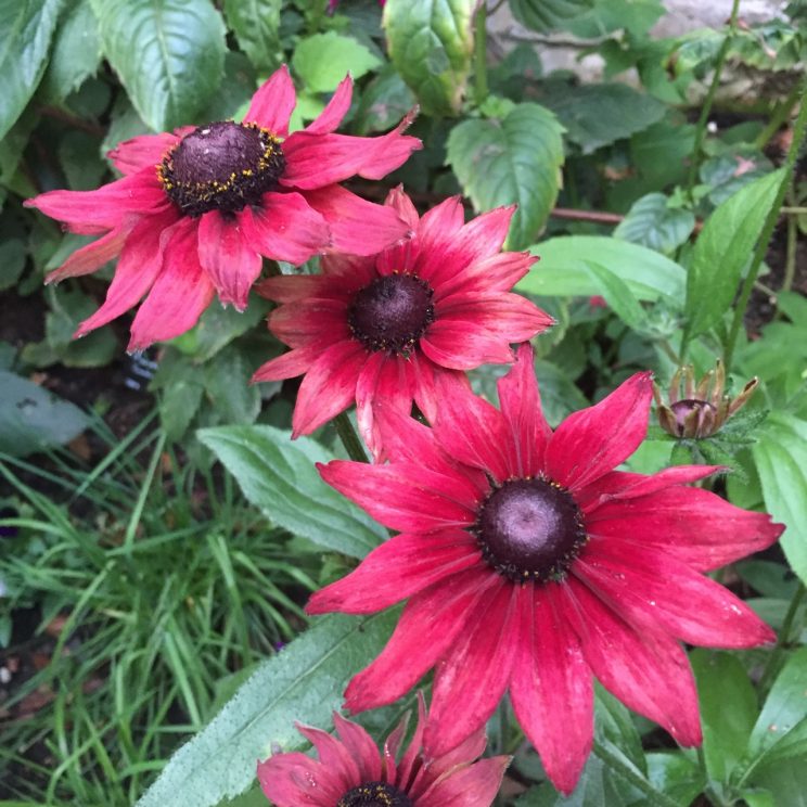 Rudbeckia hirta 'Cherry Brandy'