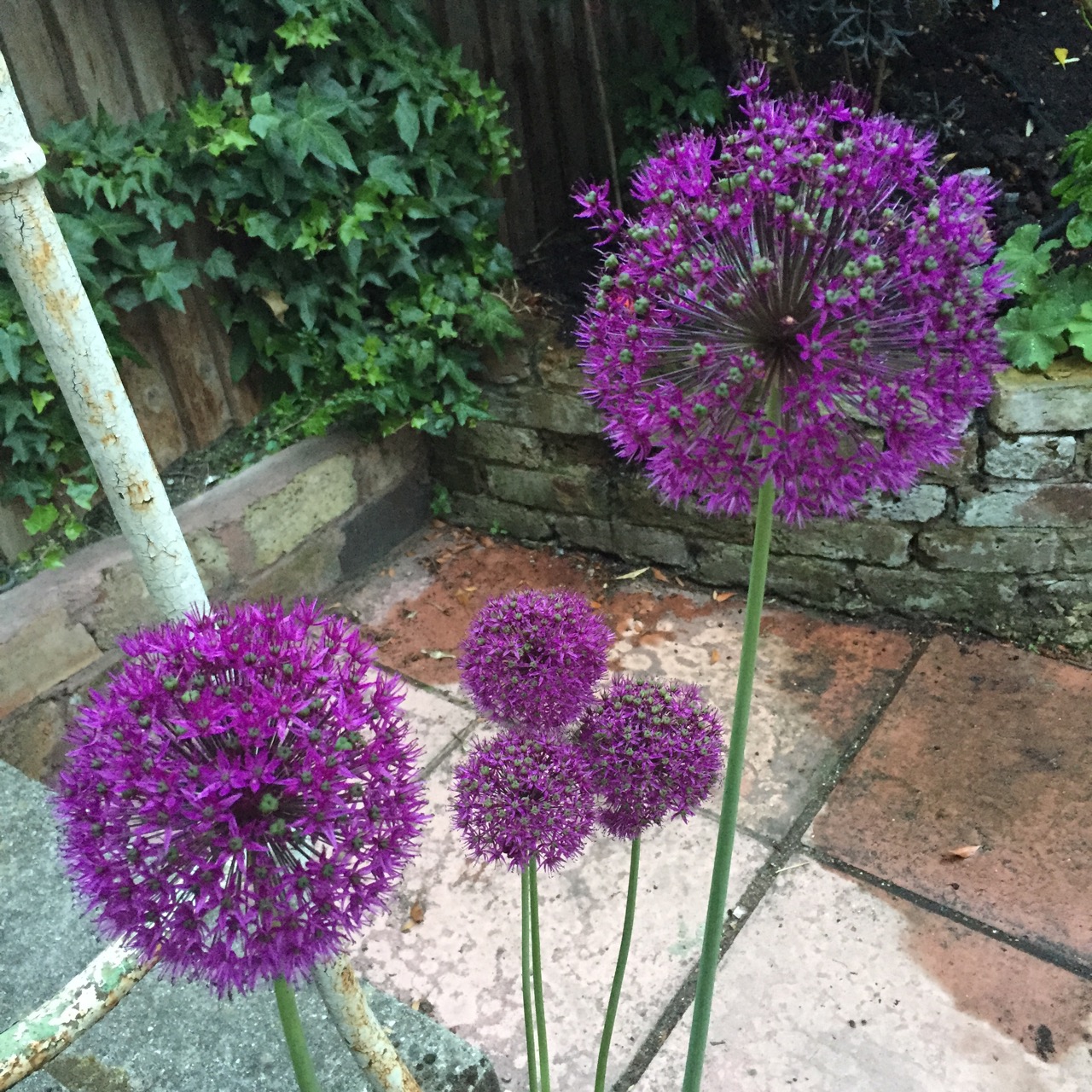 Allium 'Purple Sensation'