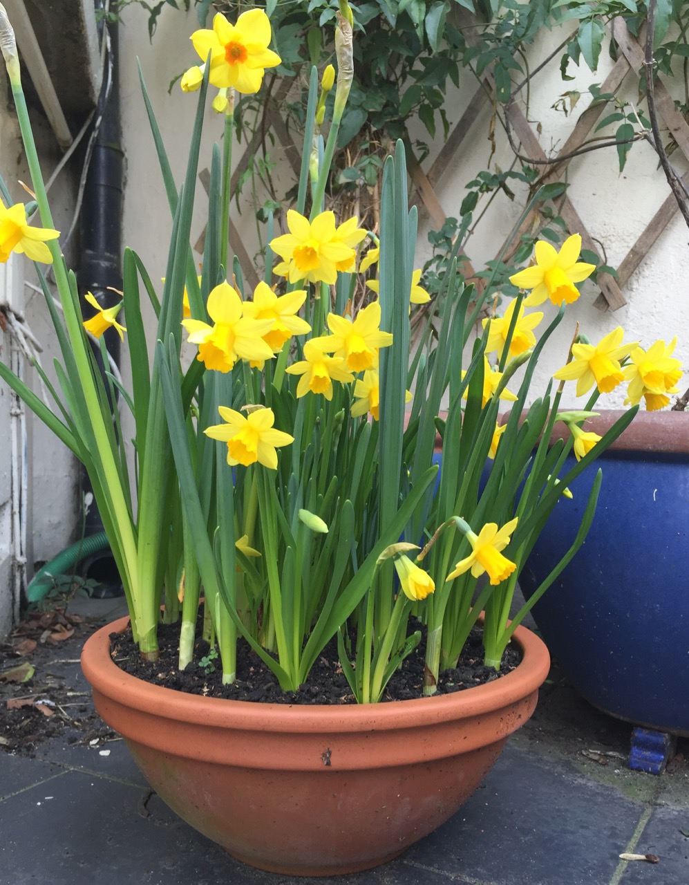 Narcissus (mixed)