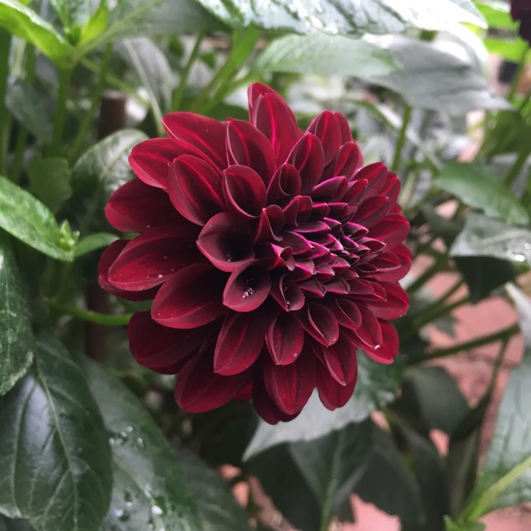 Dahlia 'Fidalgo Blacky'