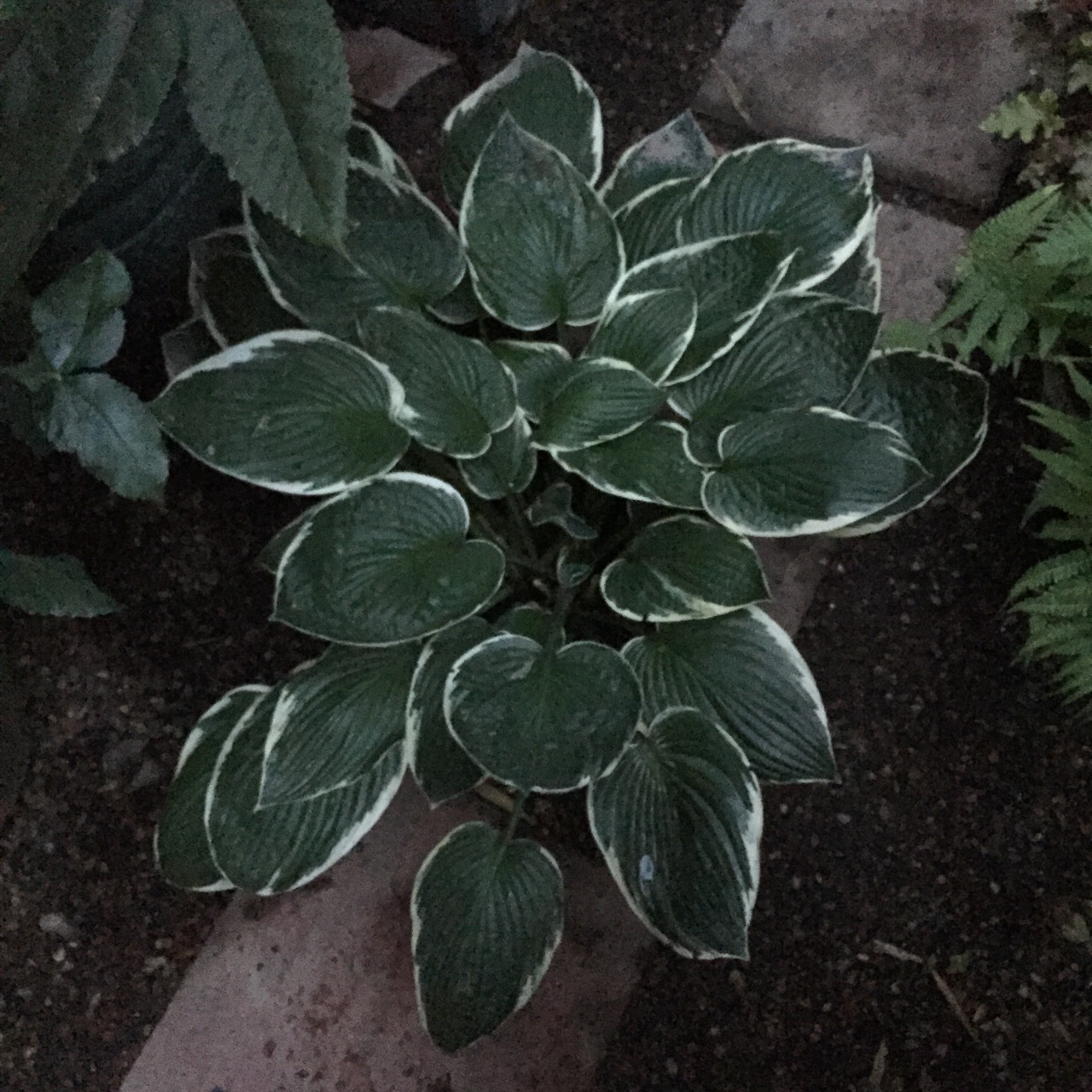 Hosta fortunei 'Francee'