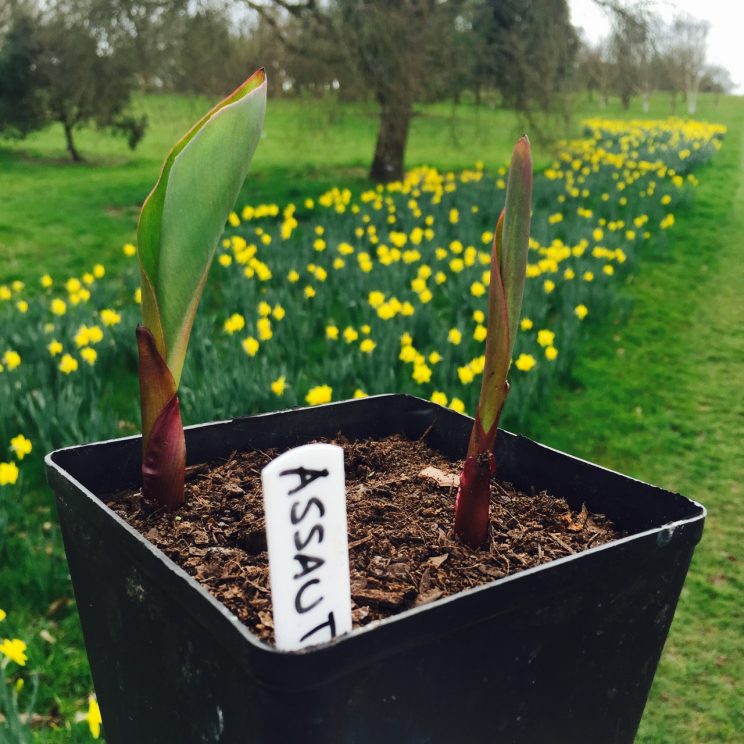 Canna indica 'Assaut'