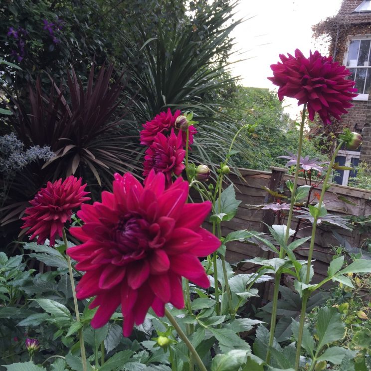 Dahlia 'Blackberry Ripple'