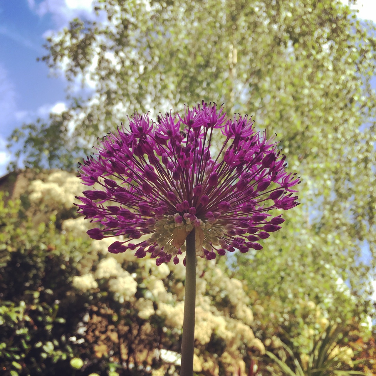 Allium 'Purple Sensation'