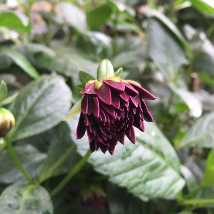 Dahlia 'Fidalgo Blacky'