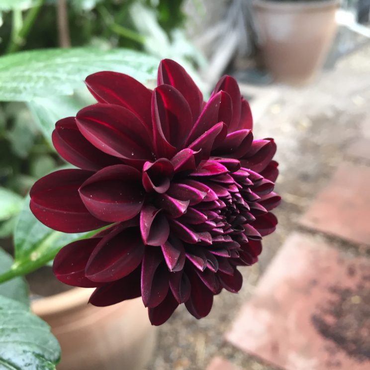 Dahlia 'Fidalgo Blacky'