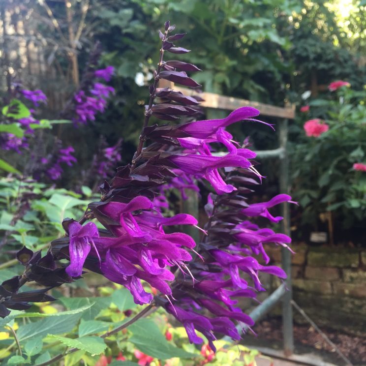 Salvia 'Amistad'