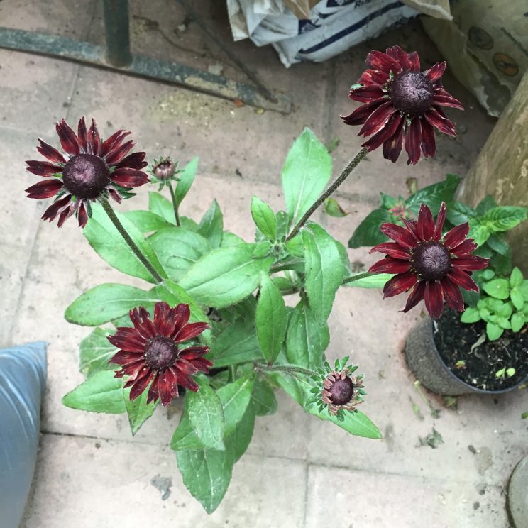 Rudbeckia hirta 'Cherry Brandy'