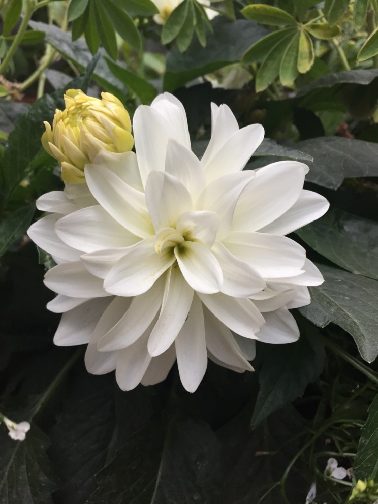 Dahlia 'Gallery Art Fair'