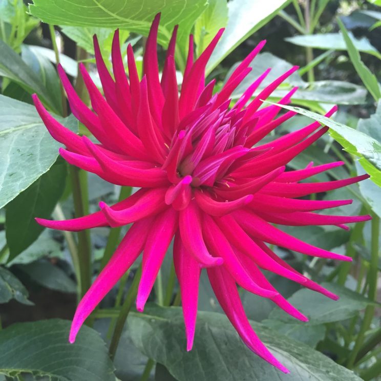 Dahlia 'Hillcrest Royal'