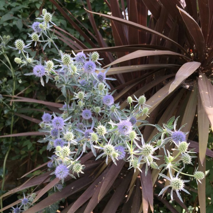 Eryngium planum