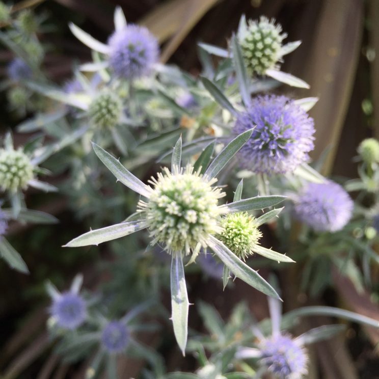 Eryngium planum