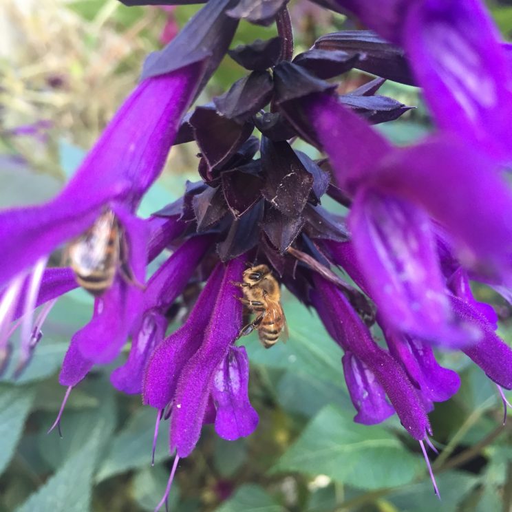 Salvia 'Amistad'