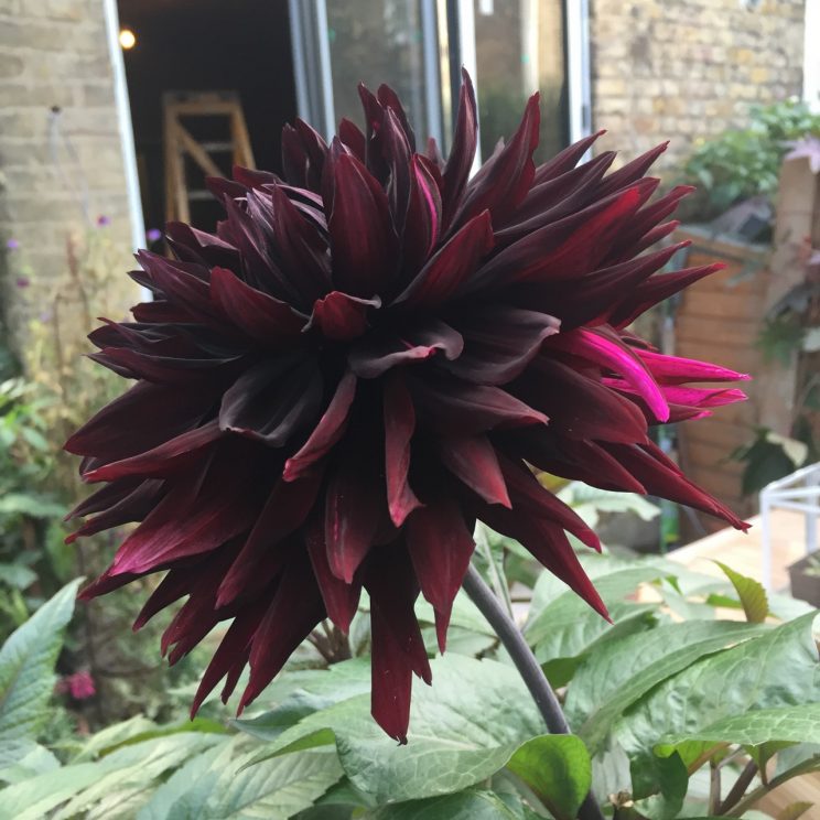 Dahlia 'Black Jack'