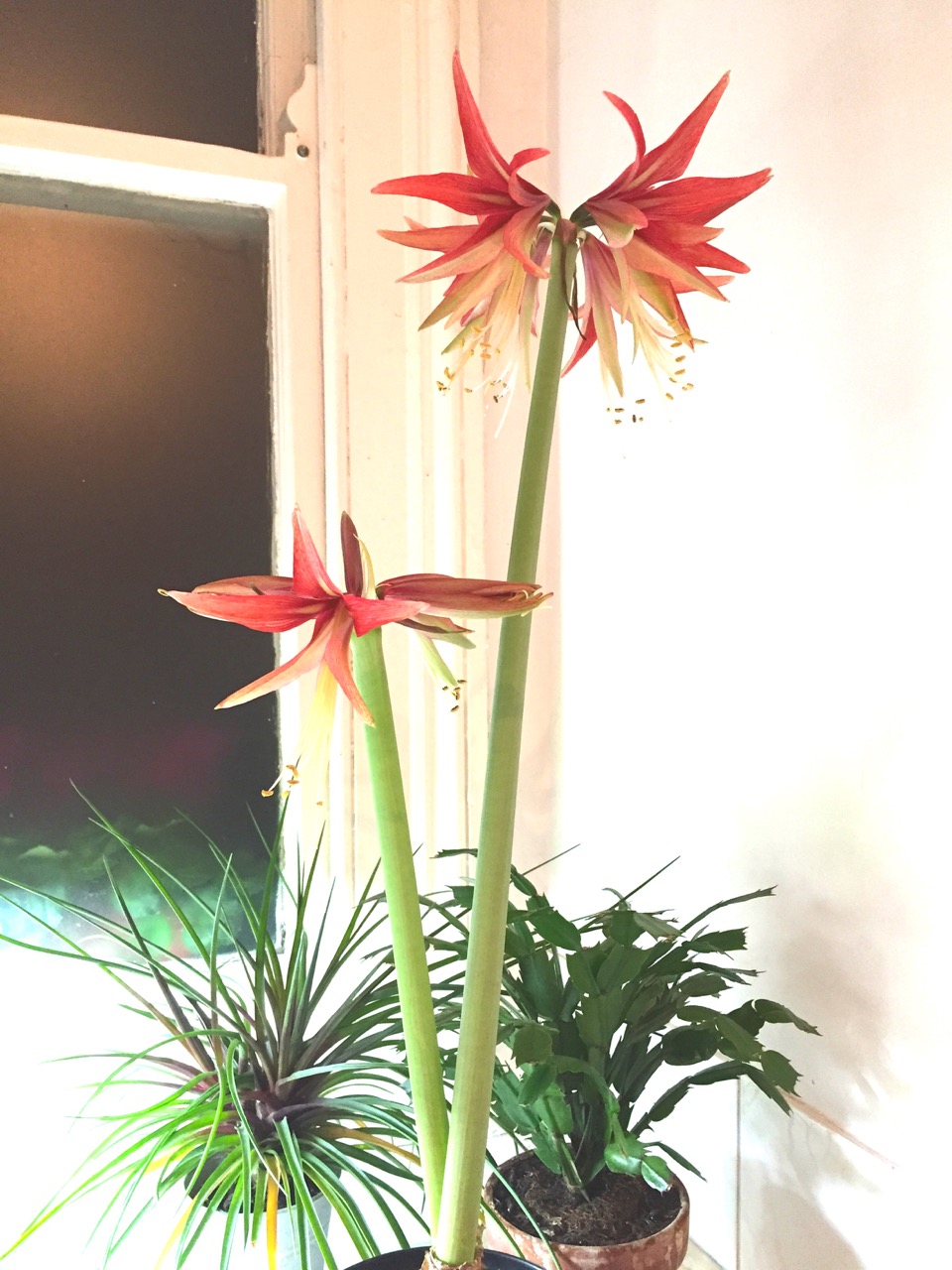 Hippeastrum cybister 'Sumatra'