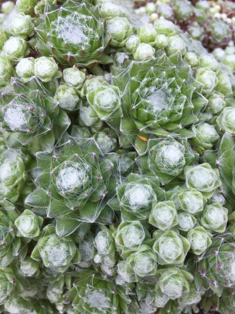 Sempervivum arachnoideum