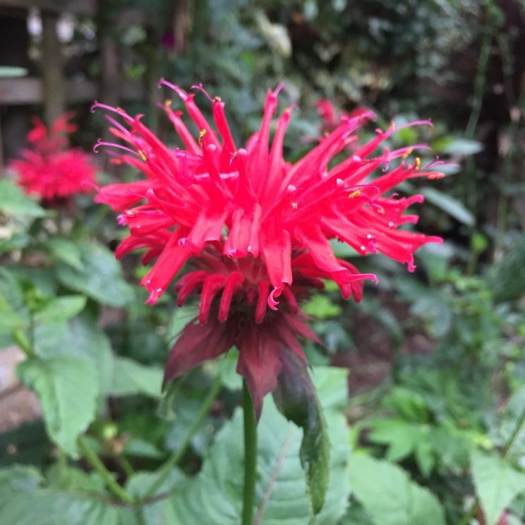 Monarda didyma 'Cambridge Scarlet'