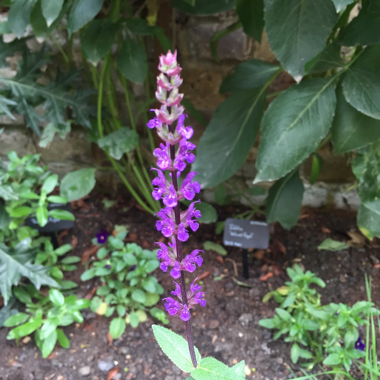 Salvia nemorosa 'Caradonna'