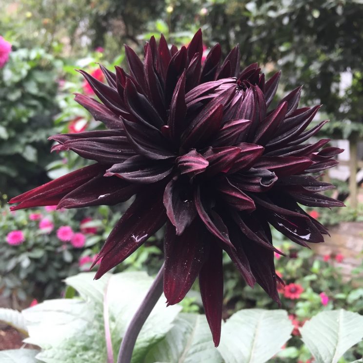 Dahlia 'Black Jack'