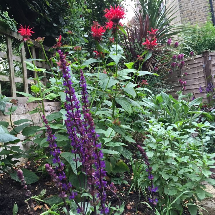 Salvia nemorosa 'Caradonna'