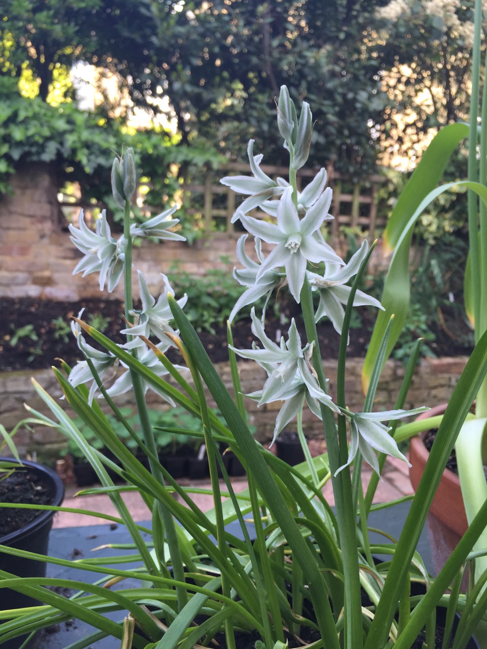 Ornithogalum nutans
