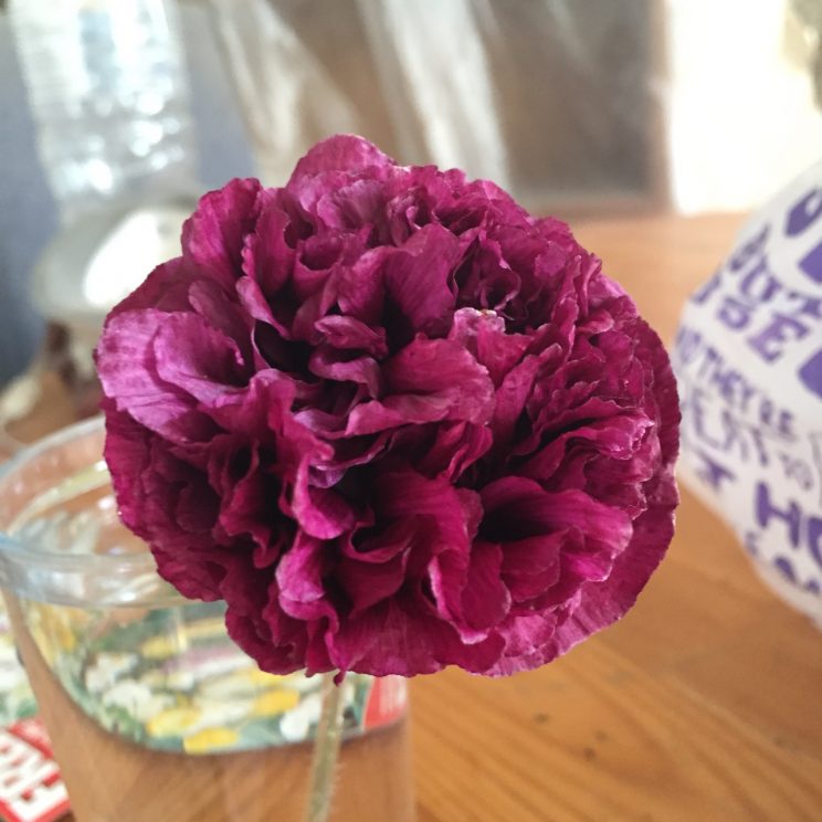 Papaver somniferum 'Black Single'