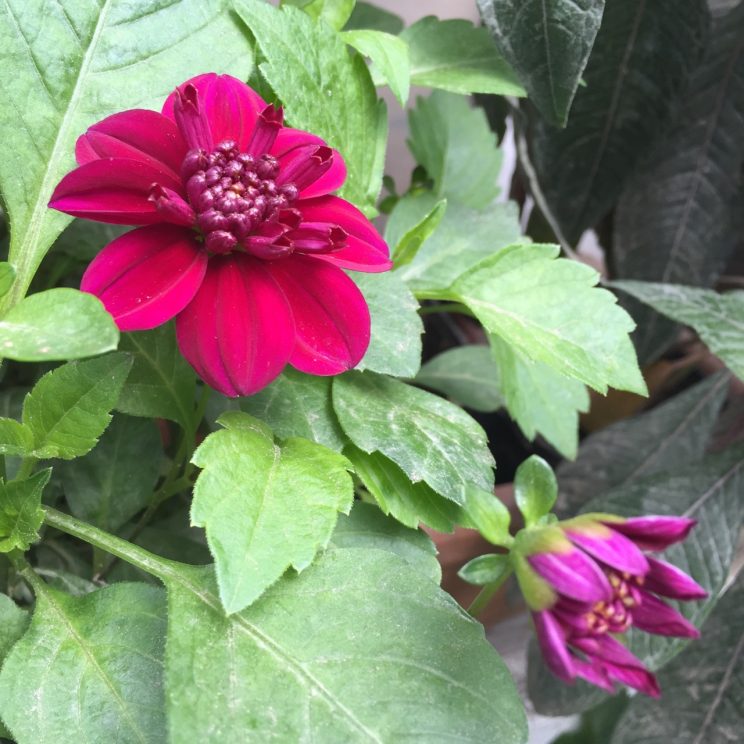 Dahlia 'Purpinka'