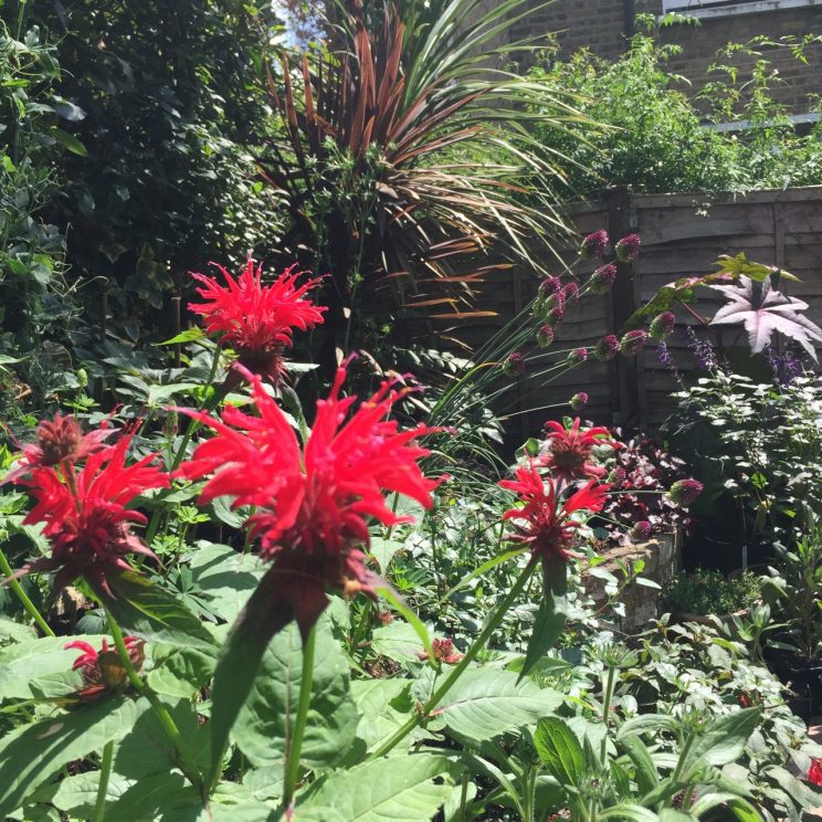 Monarda didyma 'Cambridge Scarlet'