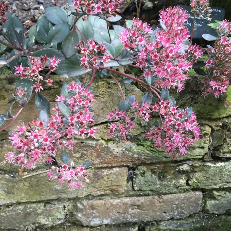 Sedum 'Bertram Anderson'