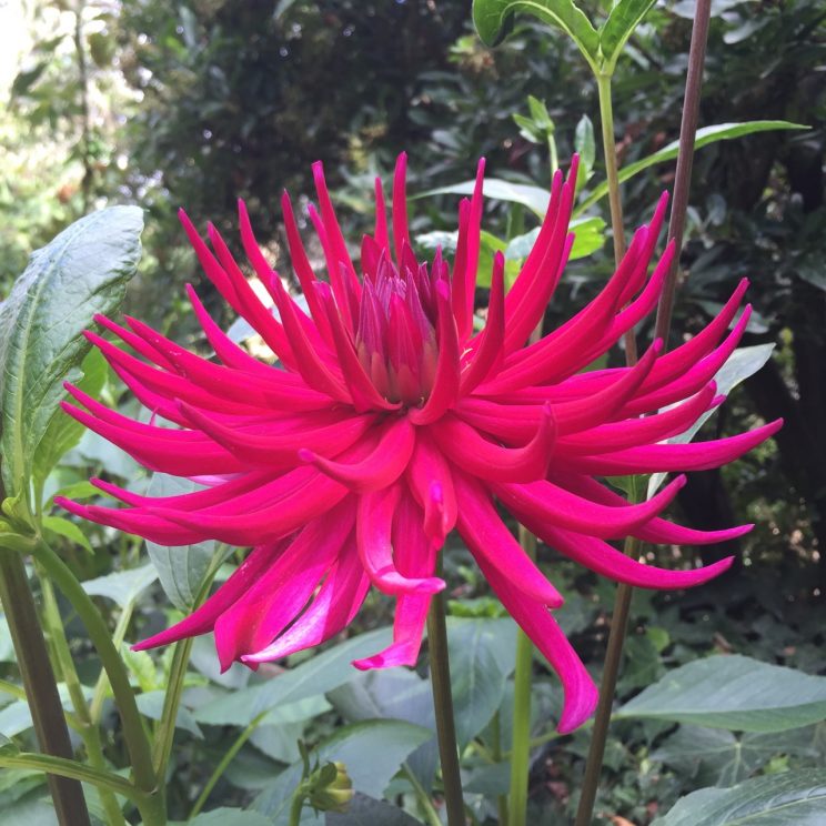 Dahlia 'Hillcrest Royal'