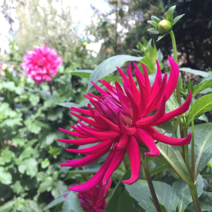 Dahlia 'Hillcrest Royal'