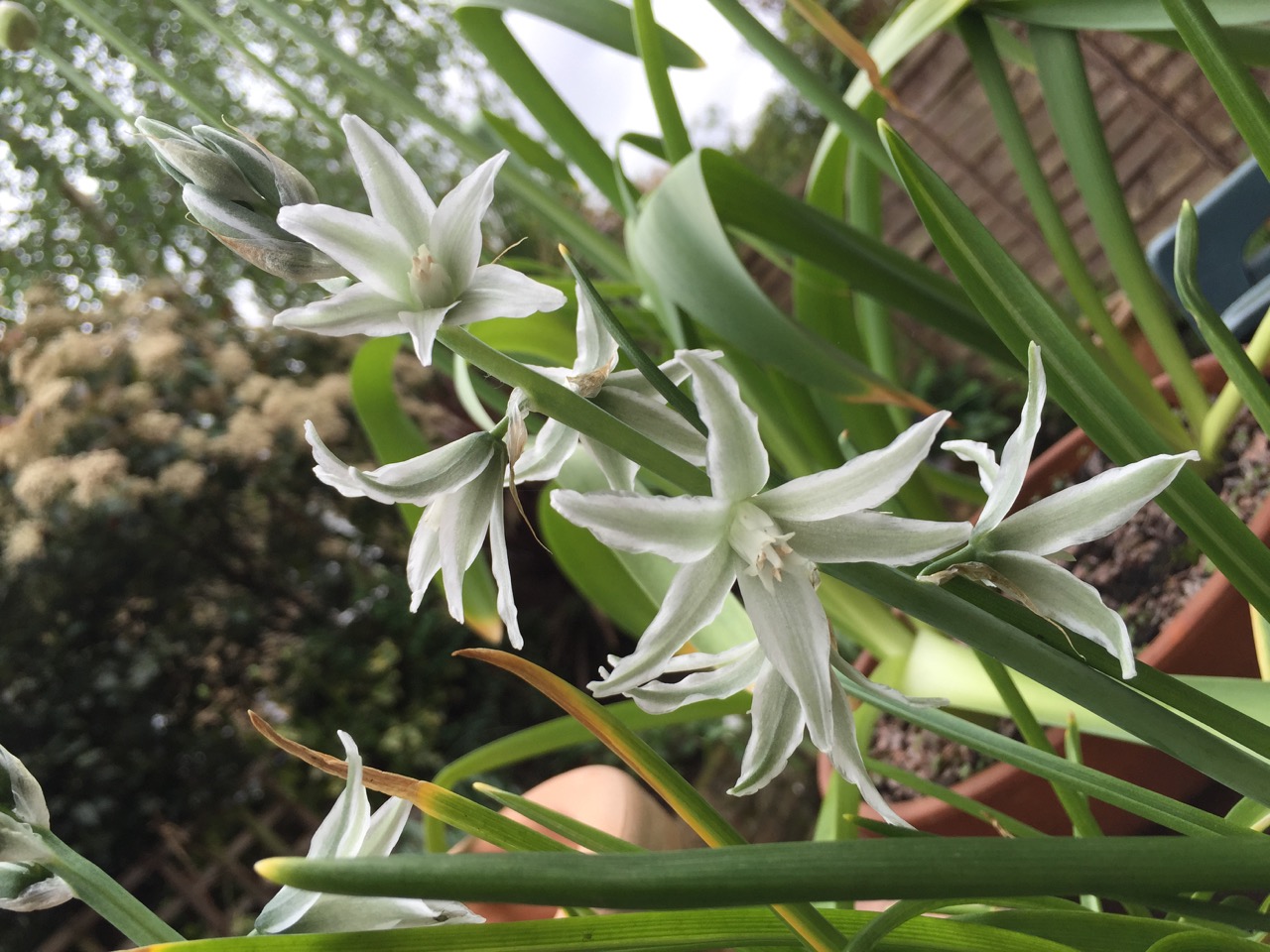 Ornithogalum nutans