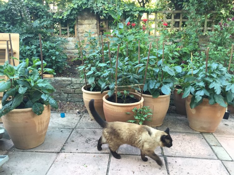 Dahlias clearance in pots