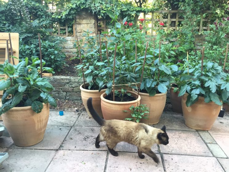 Dahlia cuttings growing 14" pots