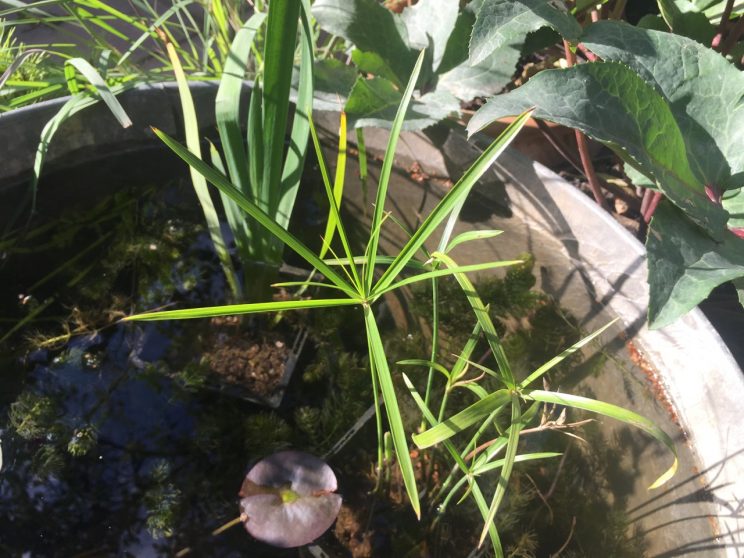 Cyperus involucratus