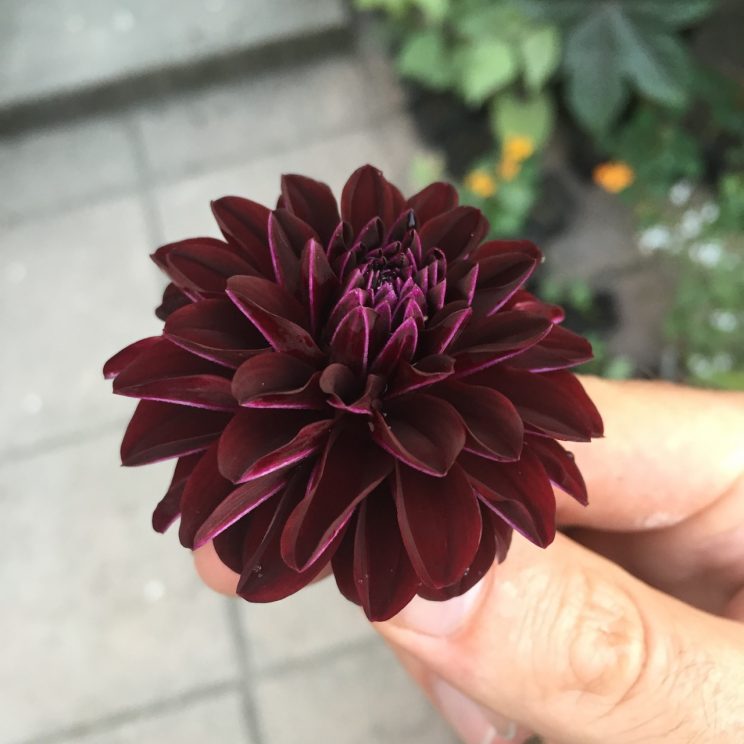 Dahlia 'Fidalgo Blacky'