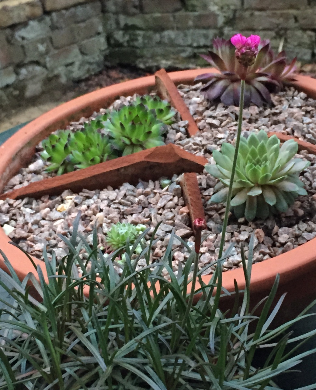 Armeria maritima