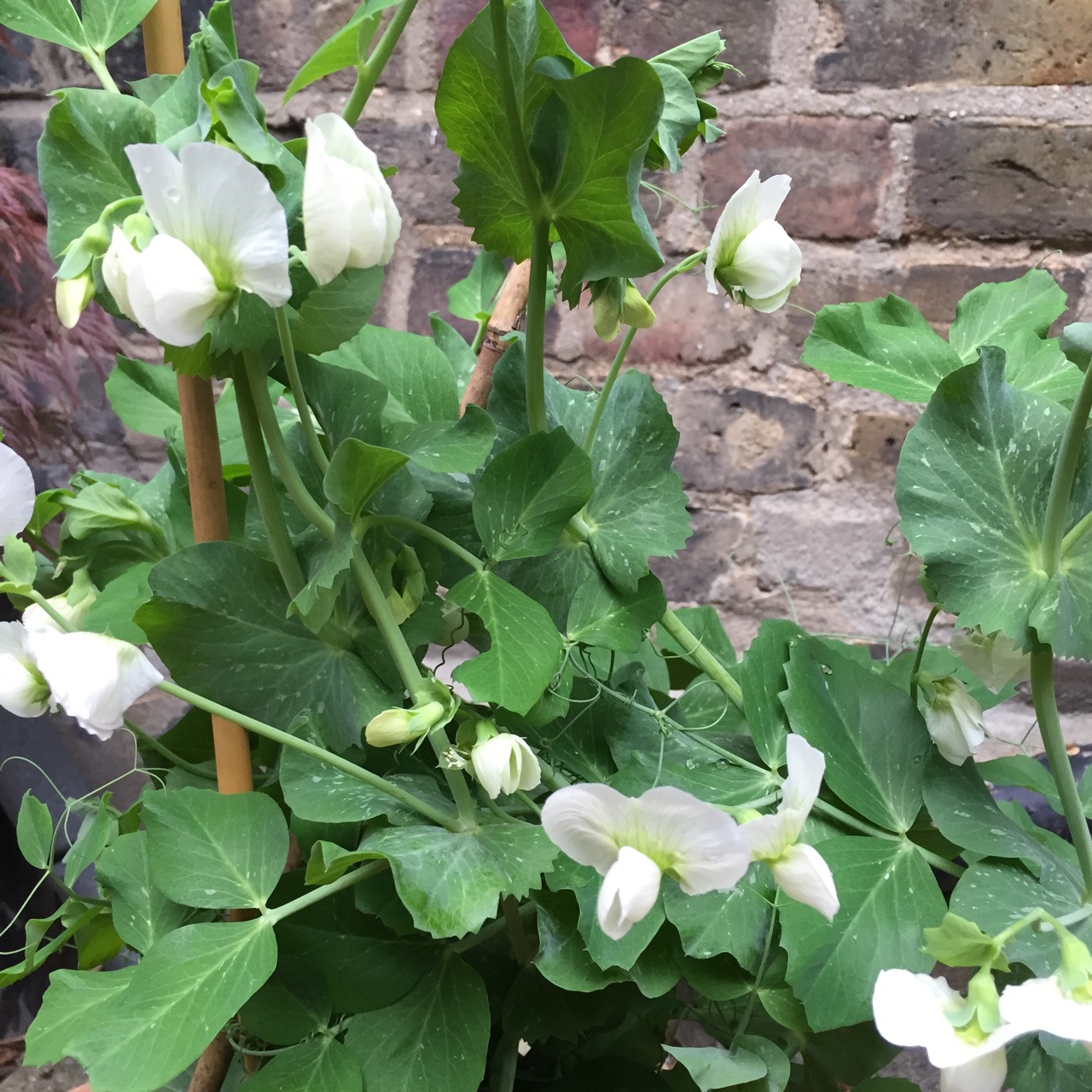 Pisum sativum 'Meteor'