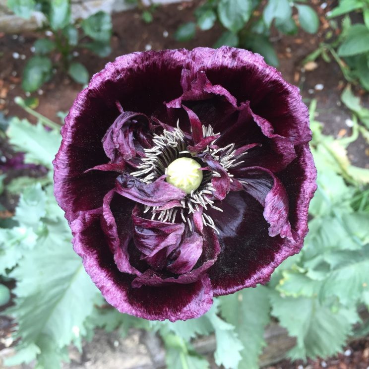 Papaver somniferum 'Black Single'