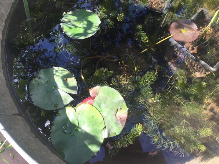 Nymphaea 'Laydekeri Fulgens' (H)