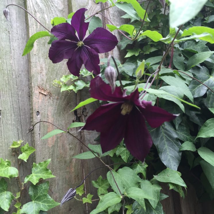 Clematis viticella 'Galore Evipo032'