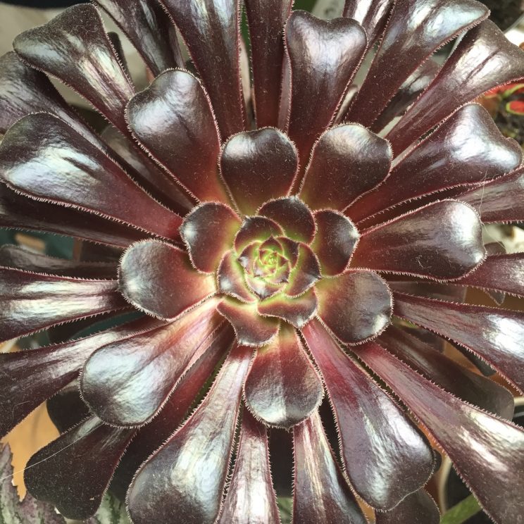 Aeonium arboreum 'Zwartkop'