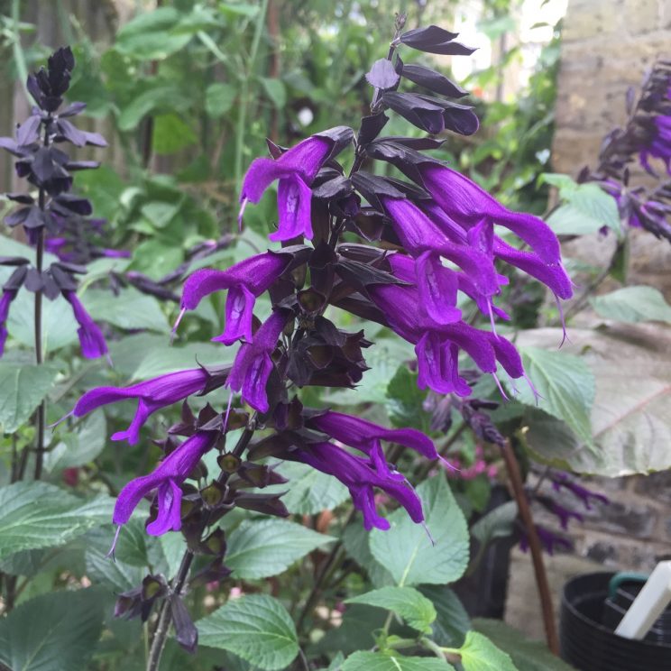 Salvia 'Amistad'