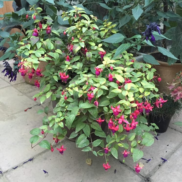 Fuchsia 'Golden Treasure'