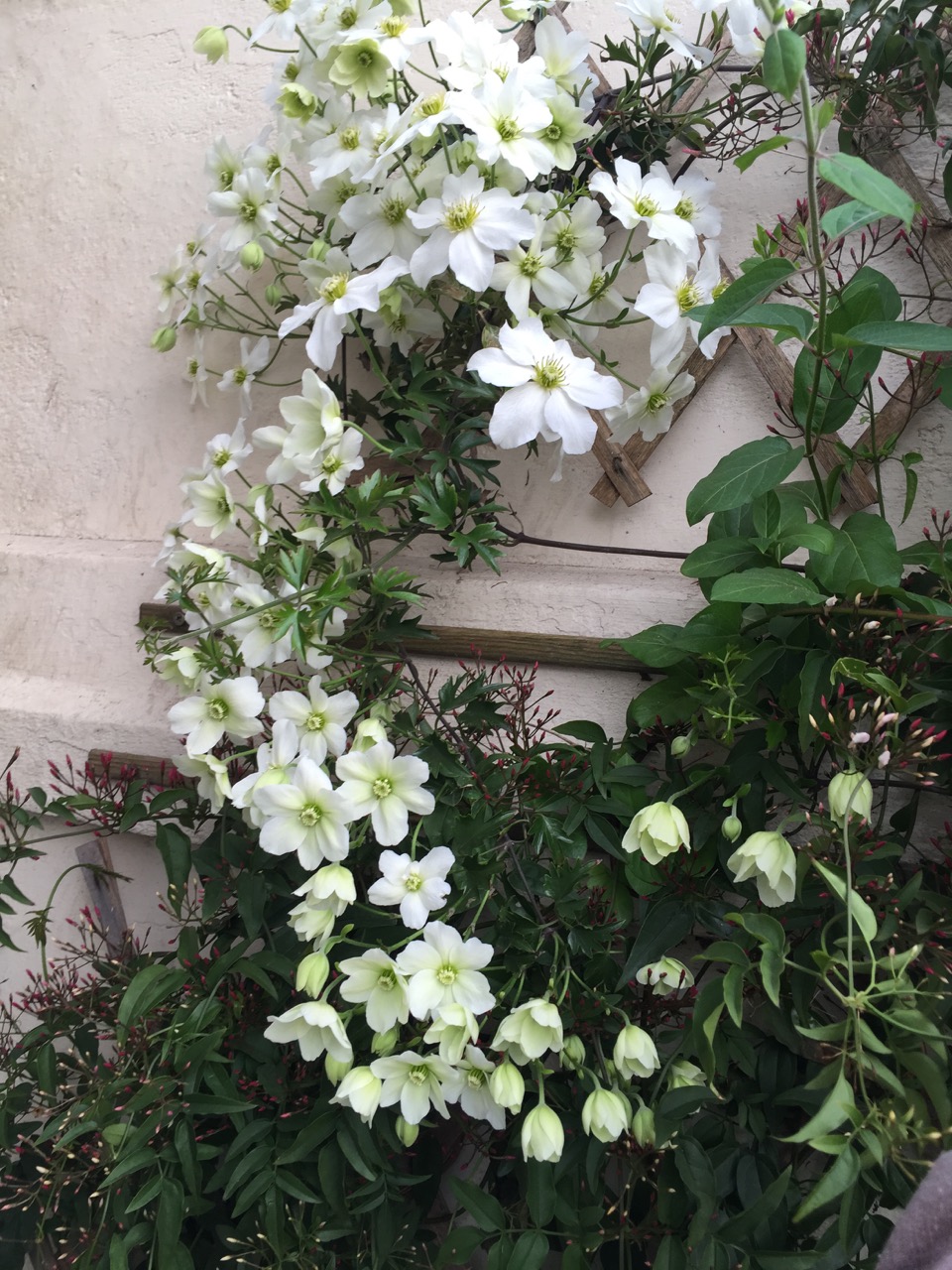 Clematis cartmanii 'Avalanche'