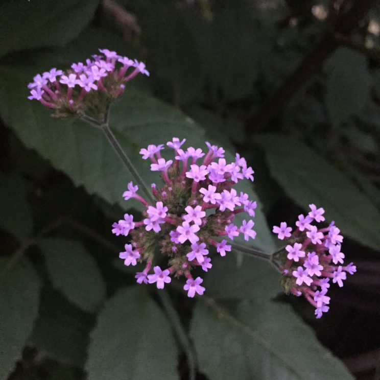 Verbena bonariensis